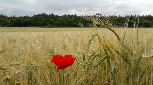 Poppy in Field